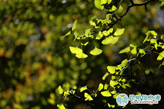 云大的銀杏黃了松鼠胖了 市民爭(zhēng)相喂食拍照