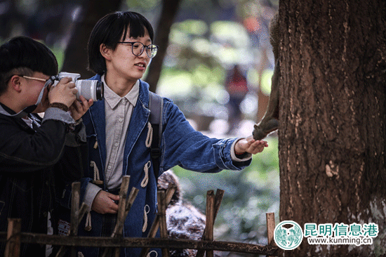 云大的銀杏黃了松鼠胖了 市民爭(zhēng)相喂食拍照