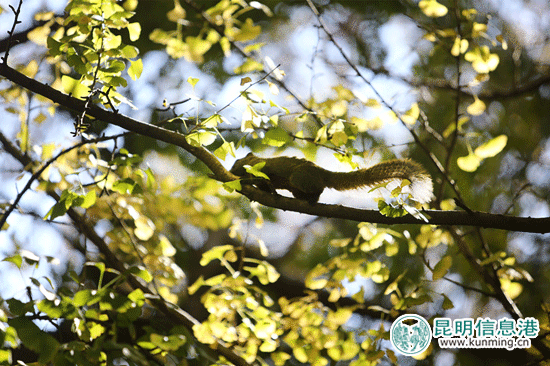 云大的銀杏黃了松鼠胖了 市民爭(zhēng)相喂食拍照
