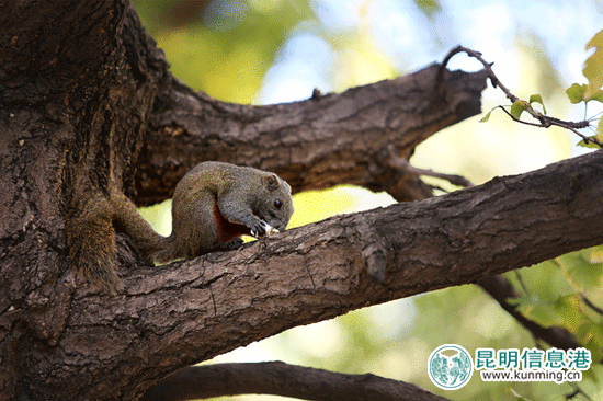 云大的銀杏黃了松鼠胖了 市民爭(zhēng)相喂食拍照
