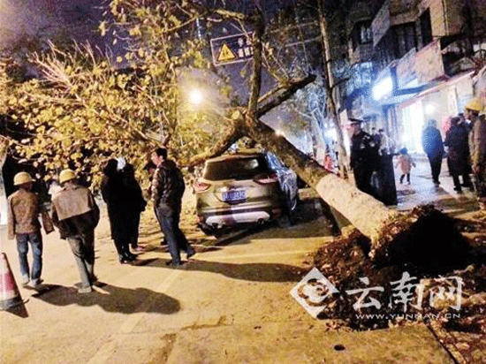 昆明書林街10余米高樹倒下 砸中路邊越野車