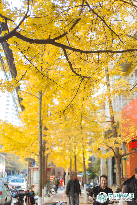 銀杏葉將在12月中下旬落潮 抓緊時間到昆明這5個地方賞銀杏 銀杏葉將在12月中下旬落潮 抓緊時間到昆明這5個地方賞銀杏