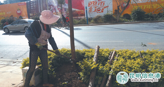 20日前要完工這些道路 “白加黑”忙換樹 20日前要完工這些道路 “白加黑”忙換樹