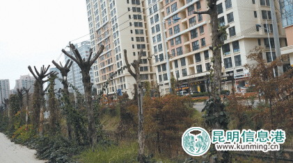 20日前要完工這些道路 “白加黑”忙換樹 20日前要完工這些道路 “白加黑”忙換樹