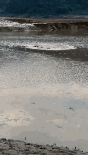 羅平一水塘現(xiàn)巨型'水怪'