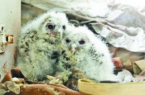 　　沙區(qū)楊公橋林泉雅舍，貓頭鷹媽媽孵出的兩只小貓頭鷹十分可愛(ài)。 重慶晨報(bào)記者 高科 實(shí)習(xí)生 苑鐵力 攝