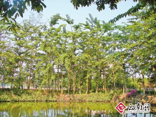 瑞麗珍稀植物園，瀕危植物，擴繁