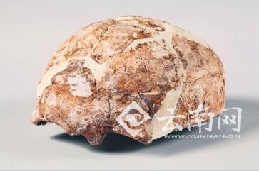 “蒙自人”頭蓋骨 “蒙自人”頭蓋骨