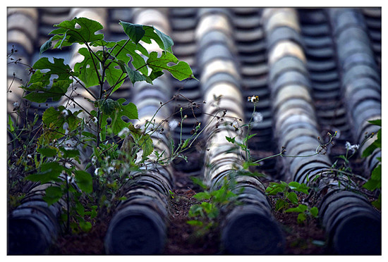 建水西莊鎮(zhèn)新房古村 黃氏宗祠“鳳在上龍?jiān)谙隆? border= 建水西莊鎮(zhèn)新房古村 黃氏宗祠“鳳在上龍?jiān)谙隆? align=