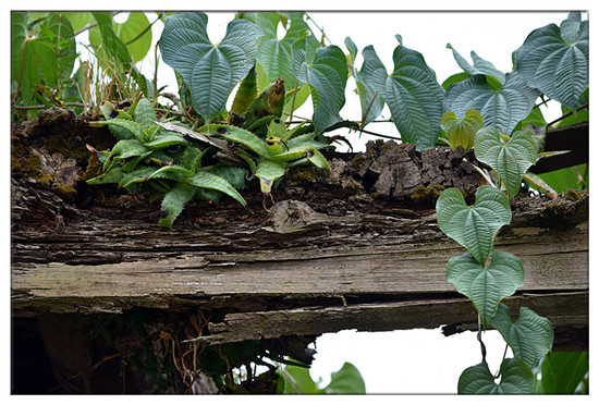 建水西莊鎮(zhèn)新房古村 黃氏宗祠“鳳在上龍?jiān)谙隆? border= 建水西莊鎮(zhèn)新房古村 黃氏宗祠“鳳在上龍?jiān)谙隆? align=