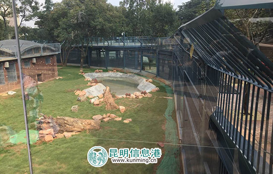 昆明動物園猛獸'豪宅'建成 玻璃棧道上360度無死角圍觀