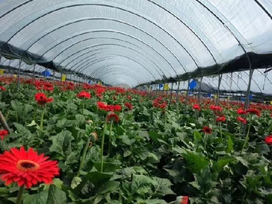 云南尋甸：紅色記憶下的“國(guó)際范”脫貧