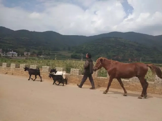 云南尋甸：紅色記憶下的“國(guó)際范”脫貧