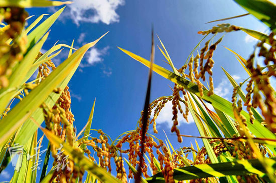云南省秋糧預計總產(chǎn)量將會比上年增加