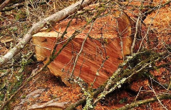 麗江老君山野生紅豆杉遭盜伐？ 云南省森林公安已介入調查