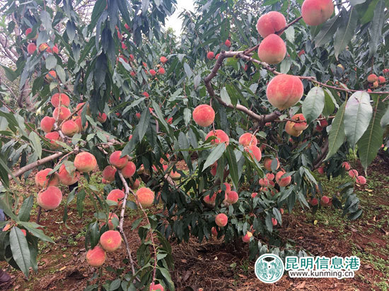 富民白石巖村800噸冬桃飄香 邀市民采摘品果 富民白石巖村800噸冬桃飄香 邀市民采摘品果