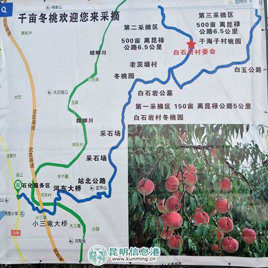 富民白石巖村800噸冬桃飄香 邀市民采摘品果 富民白石巖村800噸冬桃飄香 邀市民采摘品果
