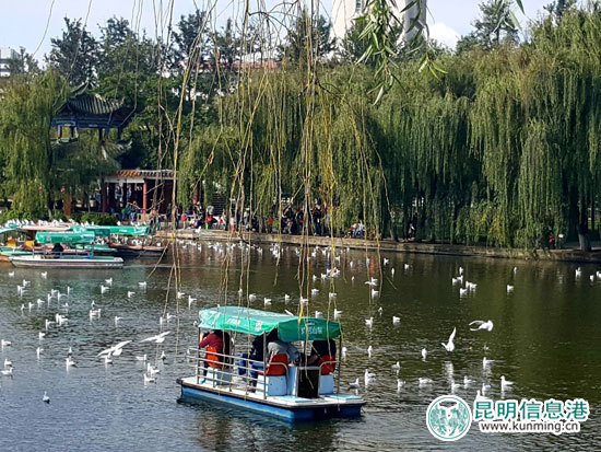 紅嘴鷗如約飛臨 翠湖公園開展迎鷗全園衛(wèi)生消殺工作