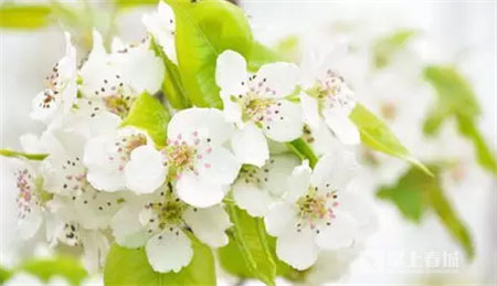 鮮花之城塔城橋城等 昆明居然有這么多實(shí)至名歸的美名