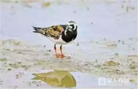 鮮花之城塔城橋城等 昆明居然有這么多實(shí)至名歸的美名