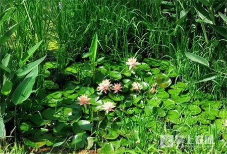 鮮花之城塔城橋城等 昆明居然有這么多實(shí)至名歸的美名