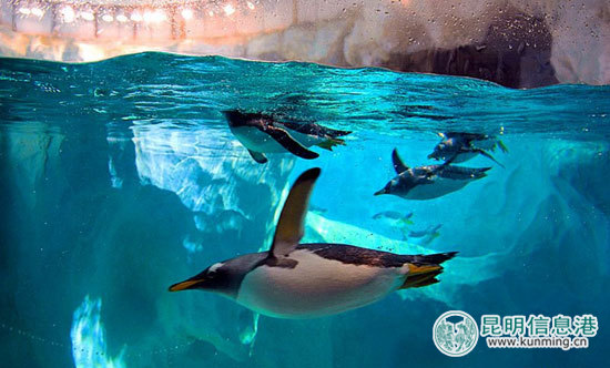 “南極精靈”造訪引市民圍觀