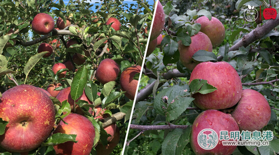 寧蒗,彝族,蘋(píng)果