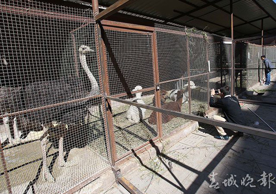 鴕鳥(niǎo)羊駝還有梅花鹿 昆明鬧市驚現(xiàn)“山寨動(dòng)物園”