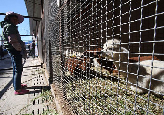 鴕鳥(niǎo)羊駝還有梅花鹿 昆明鬧市驚現(xiàn)“山寨動(dòng)物園”