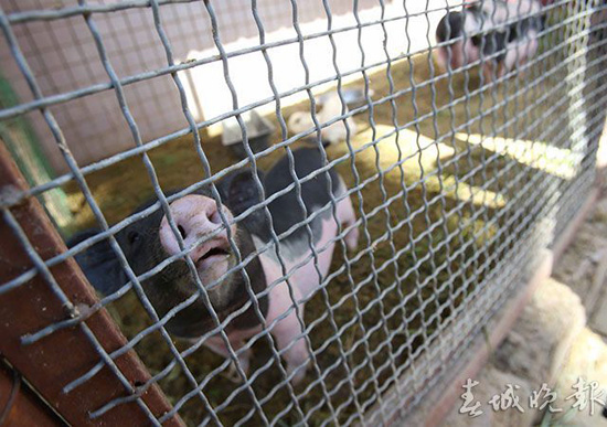 鴕鳥(niǎo)羊駝還有梅花鹿 昆明鬧市驚現(xiàn)“山寨動(dòng)物園”