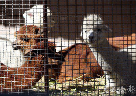 鴕鳥(niǎo)羊駝還有梅花鹿 昆明鬧市驚現(xiàn)“山寨動(dòng)物園”