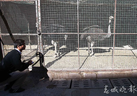 鴕鳥(niǎo)羊駝還有梅花鹿 昆明鬧市驚現(xiàn)“山寨動(dòng)物園”