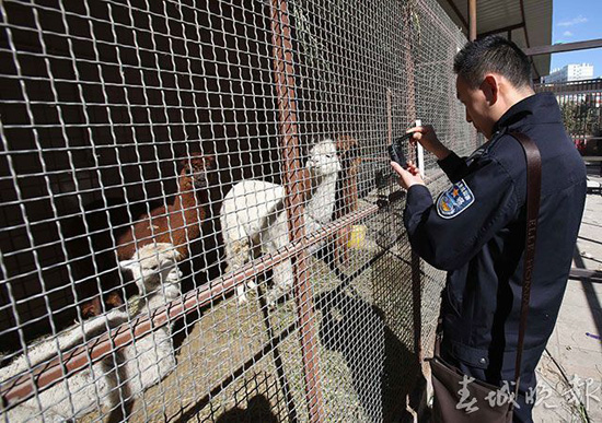 鴕鳥(niǎo)羊駝還有梅花鹿 昆明鬧市驚現(xiàn)“山寨動(dòng)物園”