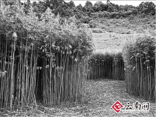 大麻,生物萃取,昆明 大麻,生物萃取,昆明