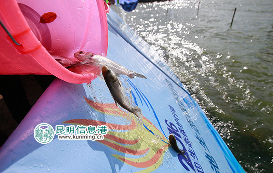 36個“市民河長”團現(xiàn)場受聘 10萬噸魚苗放入滇池