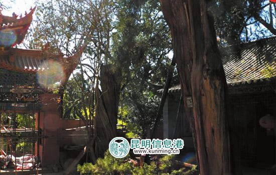 黑龍?zhí)洱埲^修繕完工 '四異木'閉關(guān)8年將出關(guān)