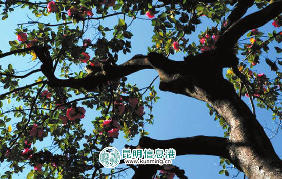 黑龍?zhí)洱埲^修繕完工 '四異木'閉關(guān)8年將出關(guān)