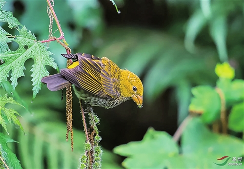 首屆高黎貢山國(guó)際觀鳥(niǎo)節(jié)開(kāi)幕 觀鳥(niǎo)盡在百花嶺 首屆高黎貢山國(guó)際觀鳥(niǎo)節(jié)開(kāi)幕 觀鳥(niǎo)盡在百花嶺