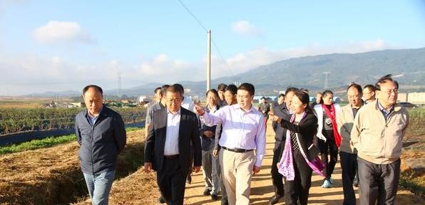 聯想控股高級副總裁一行到曲靖查看藍莓基地建設 聯想控股高級副總裁一行到曲靖查看藍莓基地建設