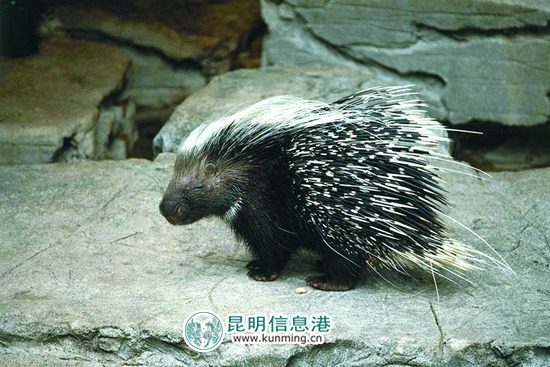 4種珍稀野生動物現(xiàn)身轎子山保護(hù)區(qū) 4種珍稀野生動物現(xiàn)身轎子山保護(hù)區(qū)