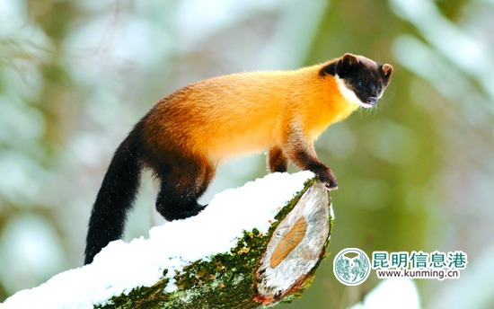 4種珍稀野生動物現(xiàn)身轎子山保護(hù)區(qū) 4種珍稀野生動物現(xiàn)身轎子山保護(hù)區(qū)