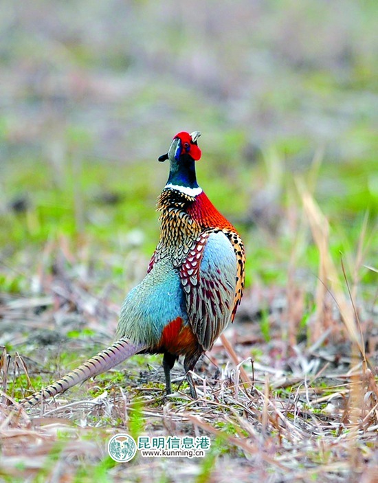 4種珍稀野生動物現(xiàn)身轎子山保護(hù)區(qū) 4種珍稀野生動物現(xiàn)身轎子山保護(hù)區(qū)