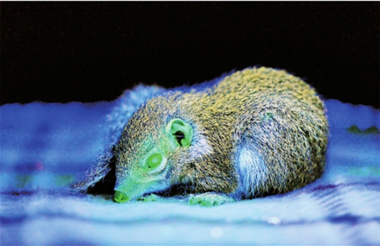 世界首只轉(zhuǎn)基因樹鼩在云南誕生