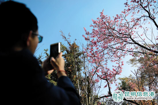 昆明街頭冬櫻花盛開 紅塔西路環(huán)湖東路龍泉路迎來觀賞季