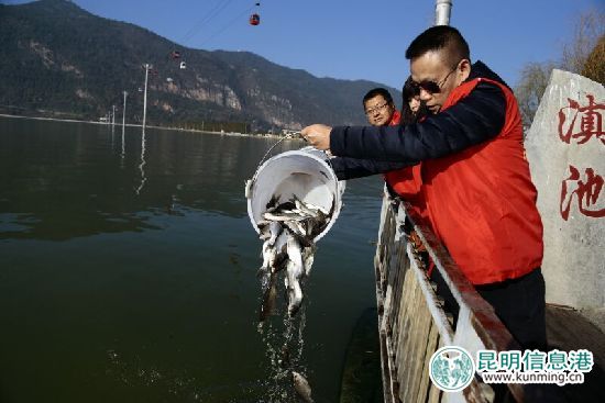 “昆明之美”元旦舉行放魚(yú)節(jié) 510公斤白鰱魚(yú)苗入滇池 “昆明之美”元旦舉行放魚(yú)節(jié) 510公斤白鰱魚(yú)苗入滇池