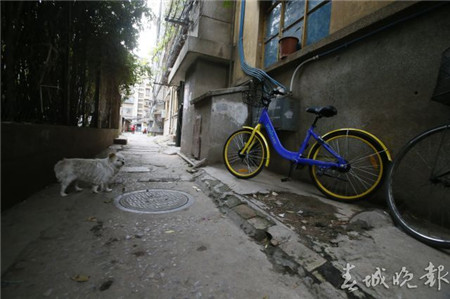 有樁or無樁？讓人操碎了心的昆明共享自行車