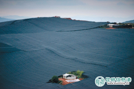 云南將把文山三七打造成全國中藥材第一大品牌 云南將把文山三七打造成全國中藥材第一大品牌
