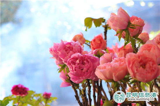 “藍(lán)天白云”持續(xù)霸屏 昆明人可能過了一個(gè)假冬天