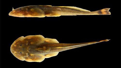 中科院,緬甸,魚類