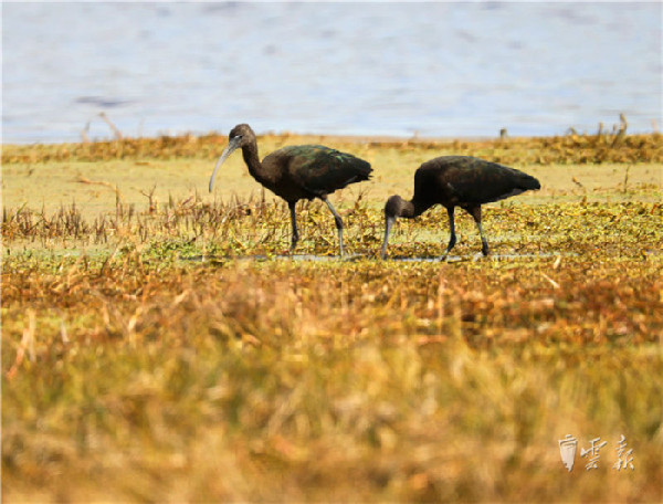 晉寧,濕地,彩鹮